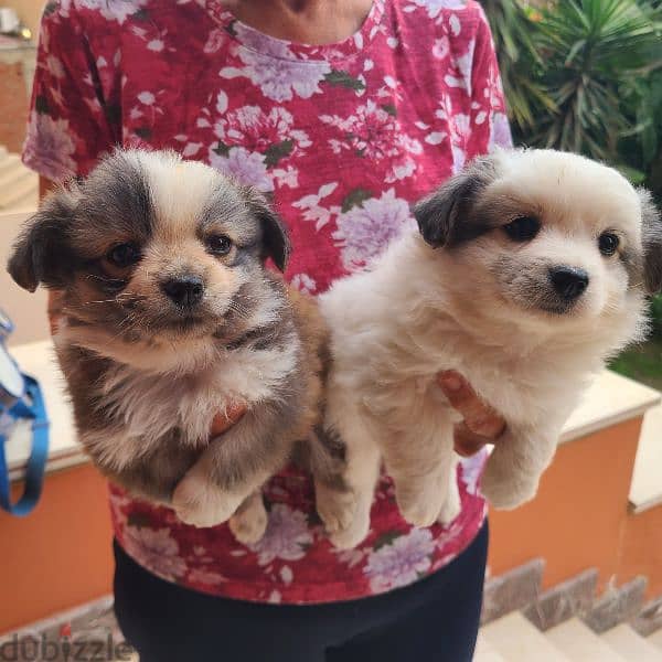 cute Tibetan spaniel male puppies for sale 0