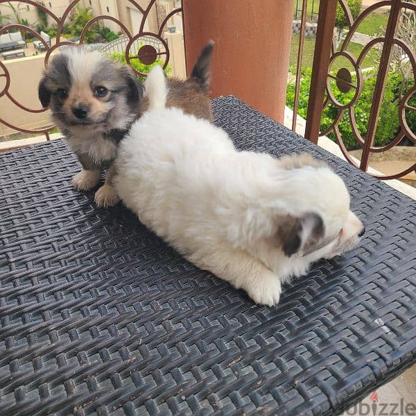 cute Tibetan spaniel male puppies for sale 1