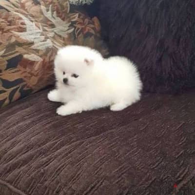 بومرينيان اعلى مستوى بومرنيان Pomeranian elite