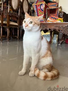 قط شيرازي دكر طيب وشقي جدا