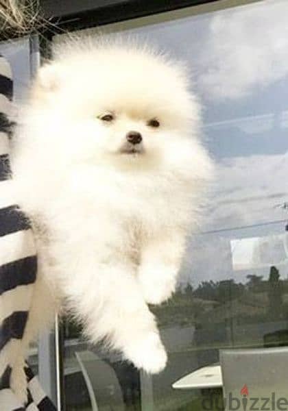 تيكب بومرينيان اهالى مستوردين مسجلين بيدجرى FCI بومرنيان Pomeranian 0