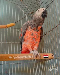 African gray parrot red mutation
