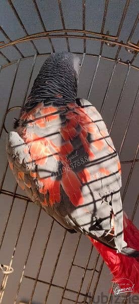 African gray parrot red mutation 1