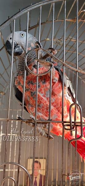 African gray parrot red mutation 2