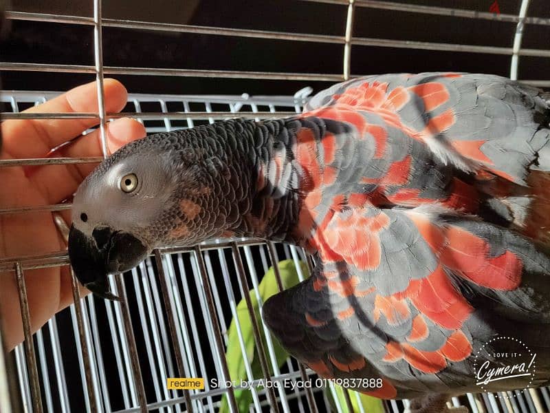 African gray parrot red mutation 3