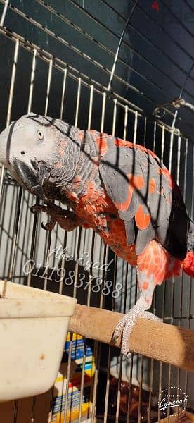 African gray parrot red mutation 4