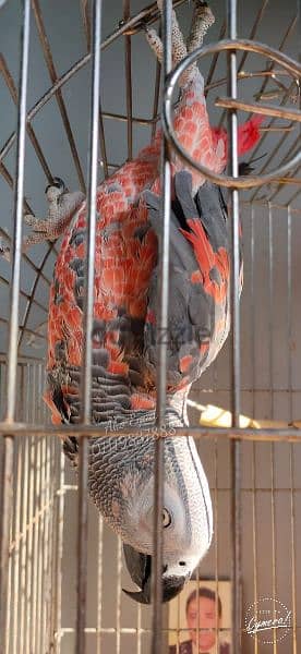 African gray parrot red mutation 5