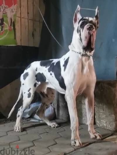 جريت دان . دنواه. دنوار  جريد دان . جريدان  great dane