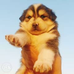 Pomsky puppies hot sale for sale olx