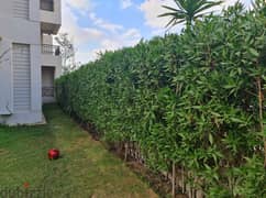 Furnished apartment with garden for rent in cfc 0