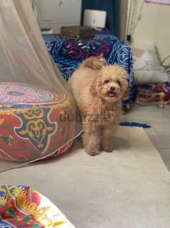 adult female toy poodle