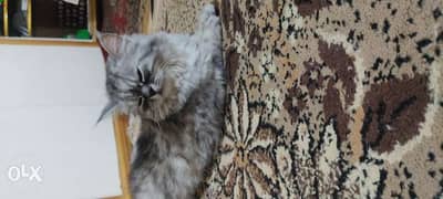 قطة شيراز شانشيلا للتزاوج 0