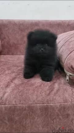 available pomeranian male puppy