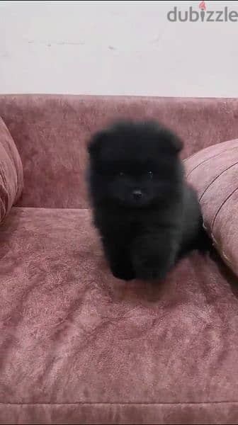 available pomeranian male puppy 2