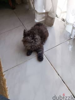 قطة مون فيس شنشيلا
