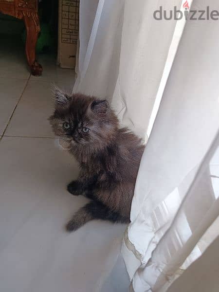 قطة مون فيس شنشيلا 1