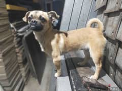 كلبة شيواوا للبيع عمر ٦ شهور لدواعى السفر