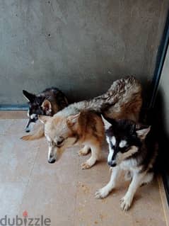 3 كلاب هاسكي للبيع عمر 9 شهور