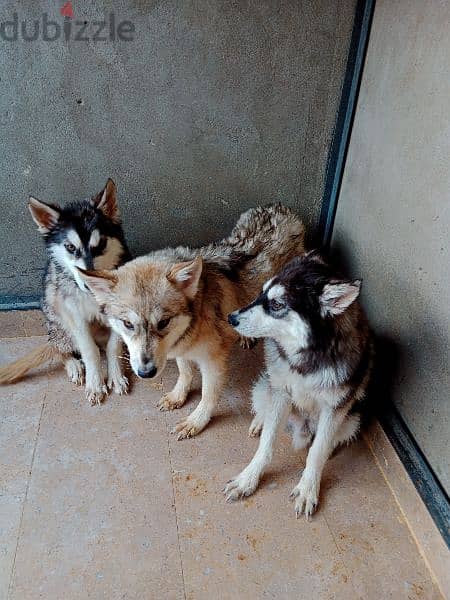 3 كلاب هاسكي للبيع عمر 9 شهور 1