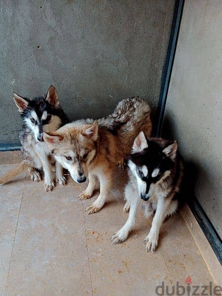 3 كلاب هاسكي للبيع عمر 9 شهور 2