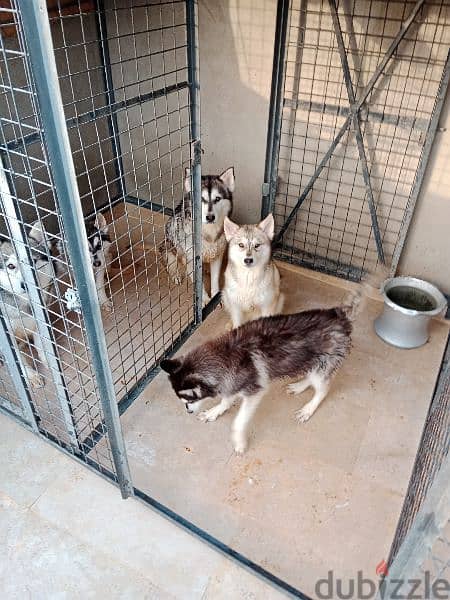 3 كلاب هاسكي للبيع عمر 9 شهور 3