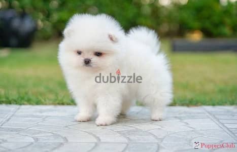 Pomeranian premium quality  بومرينيان مواصفات عالميه بومرنيان