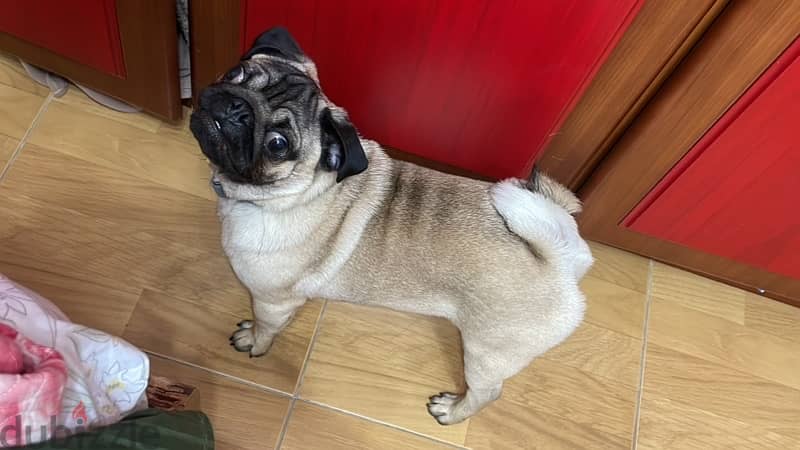 6 months old pure pug vaccinated 2