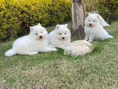 Samoyed dog for sale available males and females