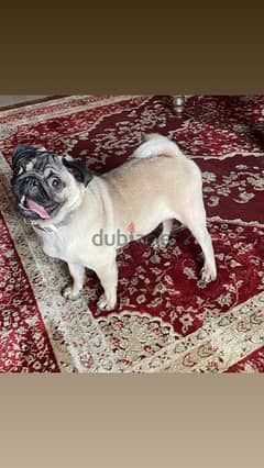 6 months old pure pug vaccinated 0