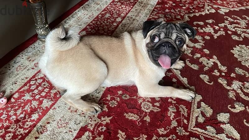 6 months old pure pug vaccinated 1