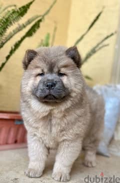 chow chow  جراوي تشاو تشاو