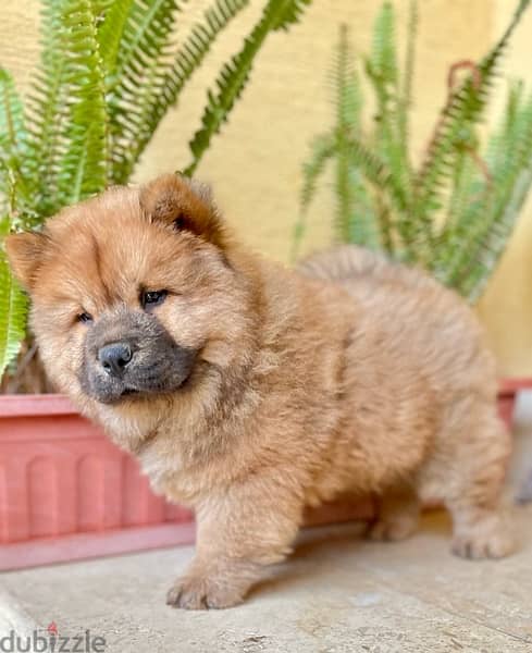 chow chow  جراوي تشاو تشاو 2