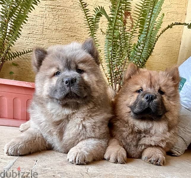 chow chow  جراوي تشاو تشاو 4