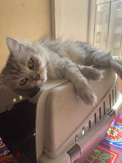 قطة شيرازى بيور عمرها شهرين المكان المهندسين 0