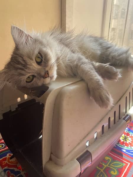 قطة شيرازى بيور عمرها شهرين المكان المهندسين 1