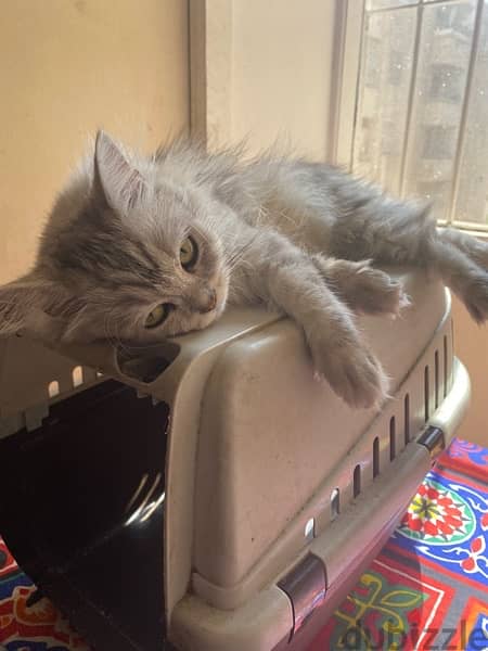 قطة شيرازى بيور عمرها شهرين المكان المهندسين 2