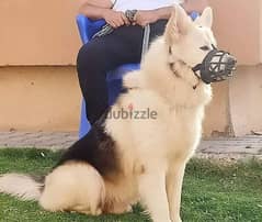 لعشاق النوادر اقوي جراوي وايت ولف في مصر - white wolf puppies