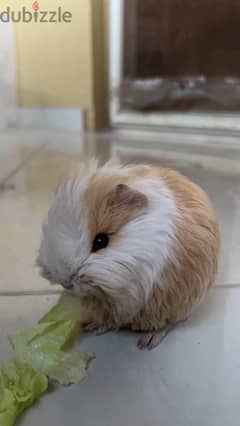 غينيا بيج guinea pig