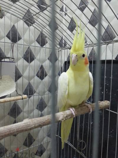 A female of Lutino cockatiel انثى كوكتيل لاتينو