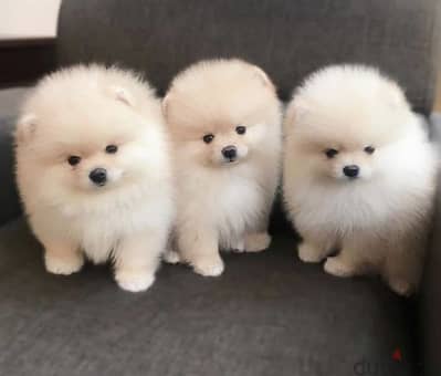 بومرينيان تيكب بومرنيان Pomeranian teacup