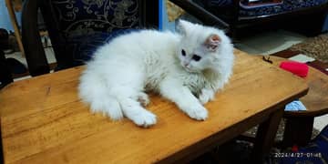 قطة شيرازي جميله