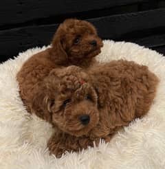 toy poodle 45  days