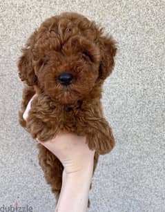 toy_poodle 0