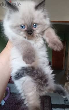 Himalayan Female Kitten 0