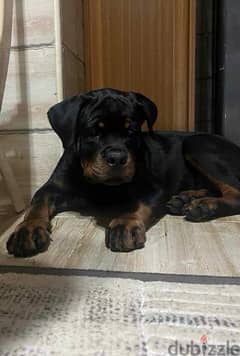 Rottweiler dog for sale with pedigree FCI