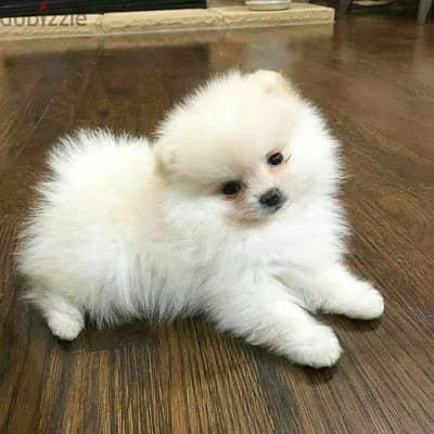 بومرينيان مواصفات عالميه بومرنيان  Pomeranian premium quality