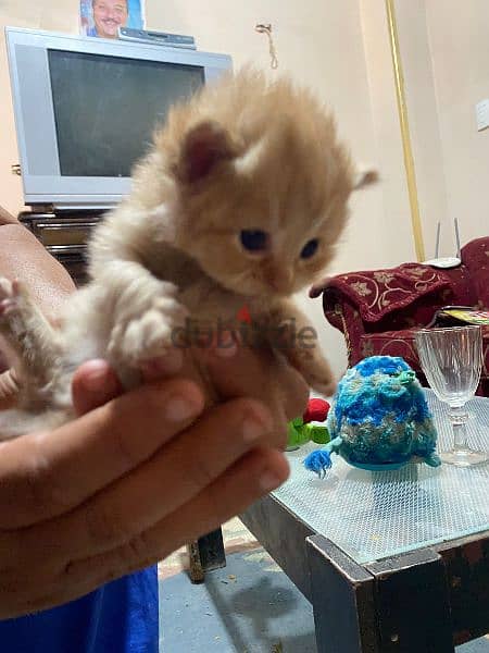 قطة شيرازى هاف بيكي لونج هير سلالة اصلية 0