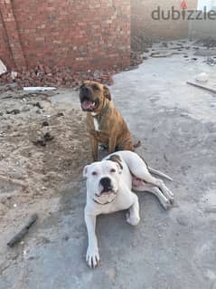 American pittbull an Bullboxer for sell
