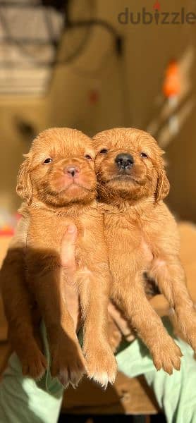 Perfect Golden Retriever puppies 1