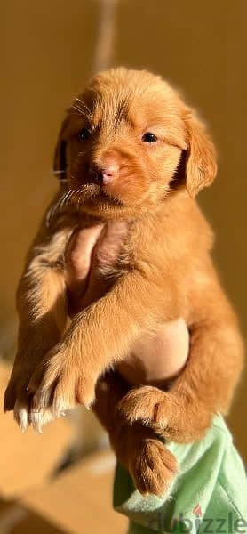 Perfect Golden Retriever puppies 4
